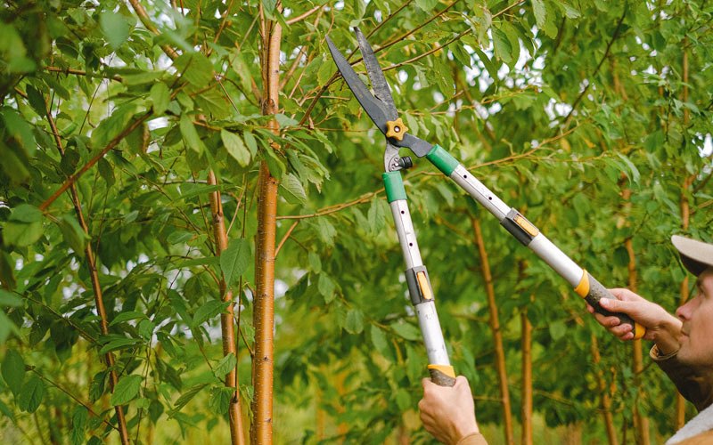 Tree trimming in Dowagiac, MI
